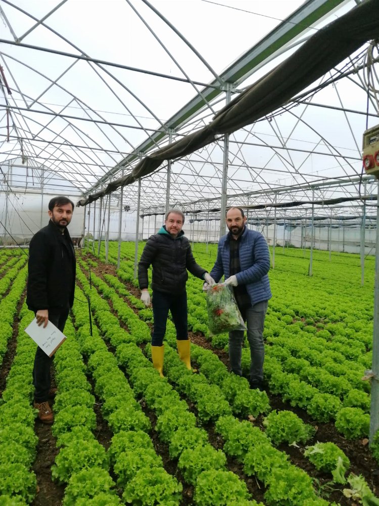 Bursa’da yaprağı yenen sebzelerde pestisit kontrolü