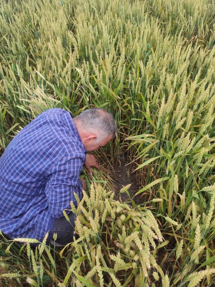 Bursa Mudanya’da süneyle kimyasal mücadele başladı