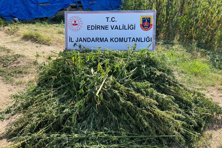 Edirne’de kaçak kenevir tarlası ele geçirildi