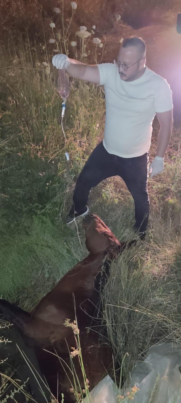 Manisa’da yılkı atı tedavi sonrası yeniden doğal yaşamda