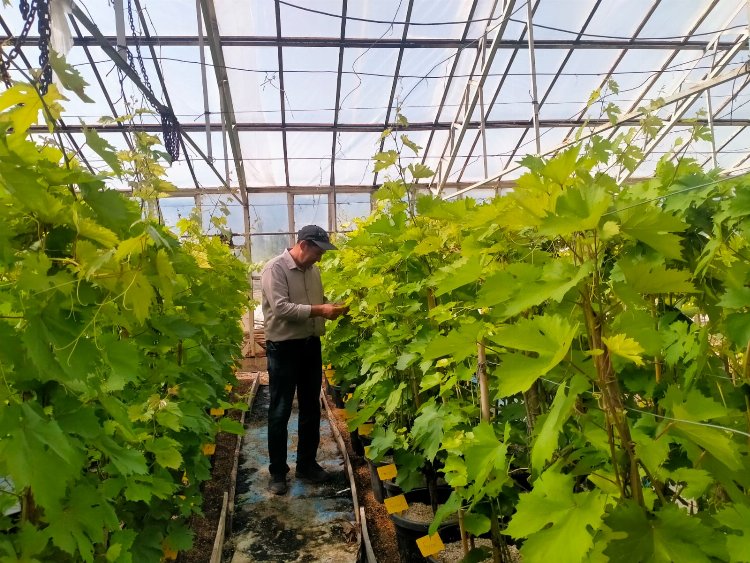 Tokat’ta dirençli üzüm çeşidi geliştirildi